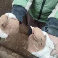 کفتر سینه زرد. کله.  طوقی