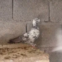 کبوتر گرفتنی