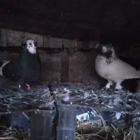 یک جفت کاکولی دم تخم فروش