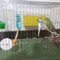 یک جفت مرغ عشق|پرنده|کوهدشت, |دیوار