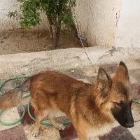 سگ ژرمن شپرد|سگ|شیراز, عادل آباد|دیوار