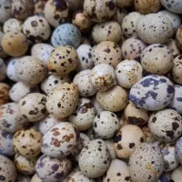 فروش تخم بلدرچین