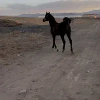 کره مادیون یه سر مصری به رنگ عشق