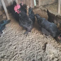 تخم نطفه داری مرندی