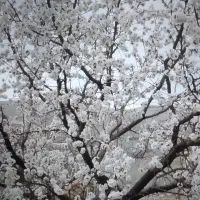 هرس کاری درختان میوه