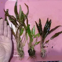 گیاه پلنت انوبیاس|ماهی|تهران, حر|دیوار