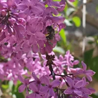 باغ گرم اباد لب جاده