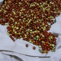 عناب تازه