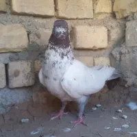 کفتر کله سرخ