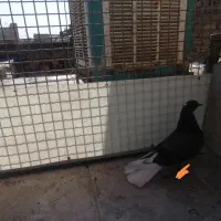 جوجه کفتر غریب پیدا شده|پرنده|بهارستان, |دیوار