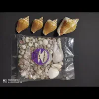 صدف دریای جنوب|صنایع دستی و سایر لوازم تزئینی|تهران, قاسم‌آباد|دیوار