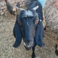 فروش چهار عدد بزولایتی جوان وابستن