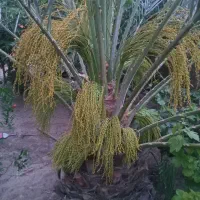 هرس ورسیدگی نخل خرما تشخیص نر و مادگی
