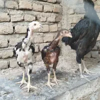 مرغ لاری اصیل و دو جوجه مرغ لاری واکسن زده شده