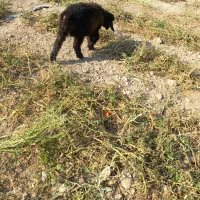 فروش ۷راس میش و بره|حیوانات مزرعه|پاسارگاد, |دیوار