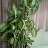 گل بزرگ  دیفن سالم وزیبا