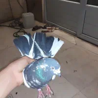 نر پاکستانی نشوندار پرشی