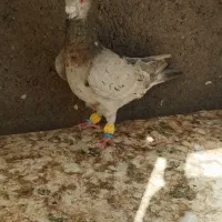 سار کفتر بوم