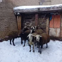 قوچ میش افشاری