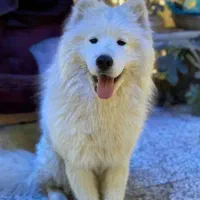 سامویید گمشده