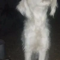 واگذاری|سگ|کازرون, |دیوار