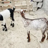 کهروک نر شیرخوار خوراک خوار