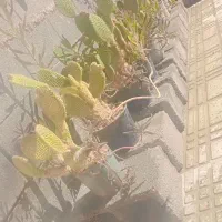 درخت کاکتوس