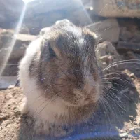 خرگوش|موش و خرگوش|یاسوج, |دیوار