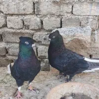 زاغ دم سفید فروش فوری