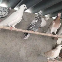 کفترا کپکی تیرماه|پرنده|تهران, کیانشهر|دیوار