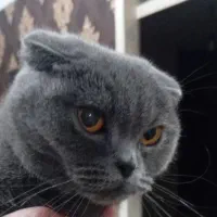 گربه اسکاتیش  نژاد دار فلود  اسم نقره  ۸ ماهه ماده