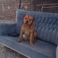 سگ پیتپول نر جوان