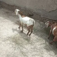 تعداد چهارتا تروشت دواری چاق