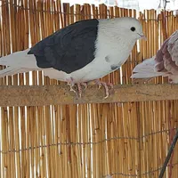 پرش سنگین