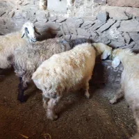 میش ترکی|حیوانات مزرعه|چنارود, |دیوار