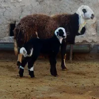 میش بره دار جوان پلنگی،قوچ پلنگی هترو امپراطور