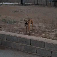گمشده .درصورت نشانی .مژدگانی بگیرید