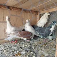 نرماده پلاس و نرماده خارجی|پرنده|قم, باجک دو|دیوار