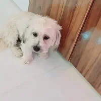 واگذاری سگ  خونگی