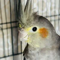 عروس هلندی
