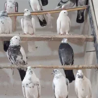 کبوتر پرشی|پرنده|کوهدشت, |دیوار