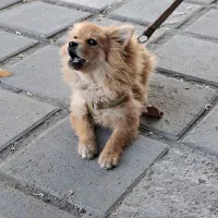 سگ پامر خرسی جنسیت نر|سگ|کرمانشاه, |دیوار