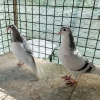 کبوتر چادری چپ|پرنده|هشتگرد, کوی بهروز|دیوار