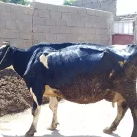 گاو شیری