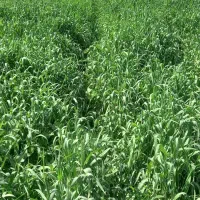 اجاره-60هکتارزمین-گندم-وجو