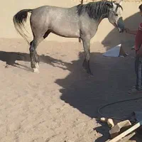 اسب نریان عرب کرد|اسب و تجهیزات اسب‌سواری|ندوشن, |دیوار