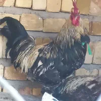 خرو   س
