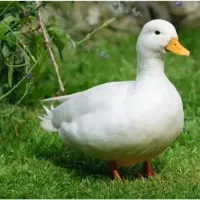 فروش اردک