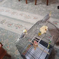 عروس هلندی..