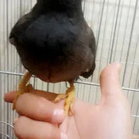 یک عدد مرغ مینا|پرنده|کرمانشاه, |دیوار